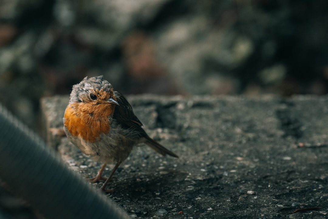 Hard vs soft light comparison